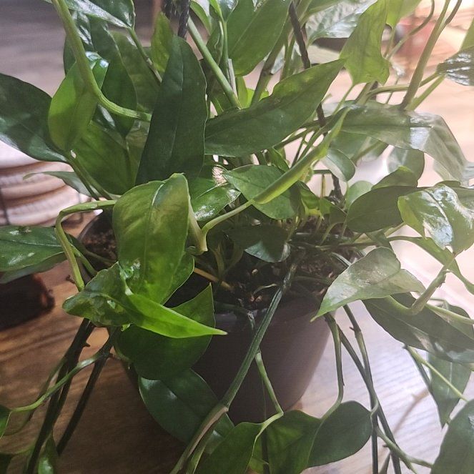 Photo of the plant species Epipremnum 'Skeleton Key' by @Ferbb named Ward on Greg, the plant care app