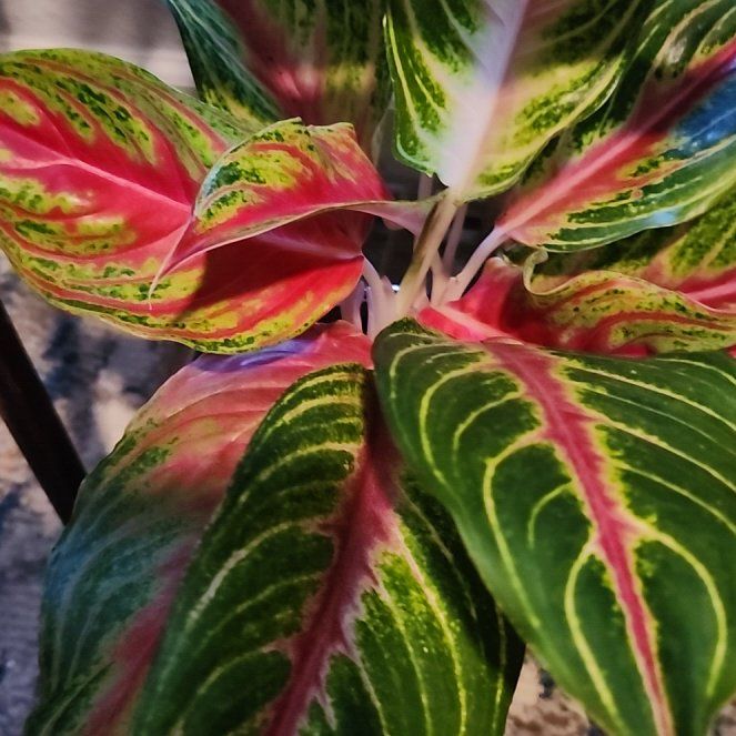 Photo of the plant species Aglaonema 'Red Valentine' by @Ferbb named Angela on Greg, the plant care app