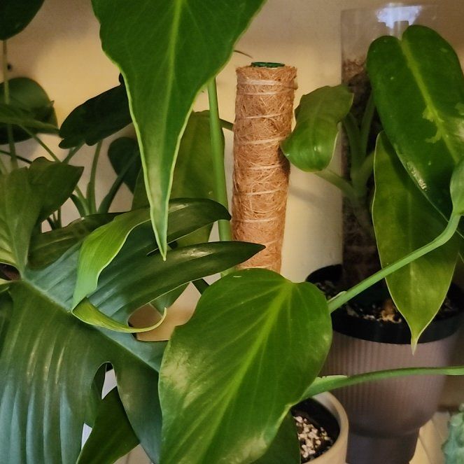 Photo of the plant species Monstera 'Burle Marx Flame' by @Ferbb named Phoenix on Greg, the plant care app
