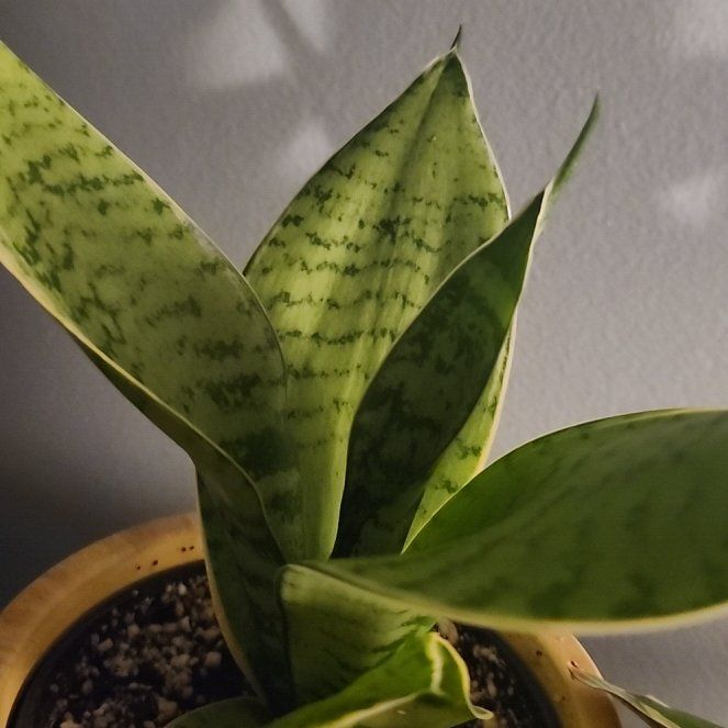Photo of the plant species Snake Plant Silver Queen by @Ferbb named Sabrina on Greg, the plant care app