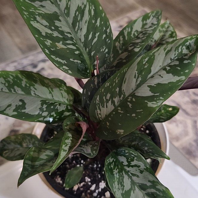 Photo of the plant species Apoballis acuminatissima 'Lavallaei' by @Ferbb named Abraham on Greg, the plant care app
