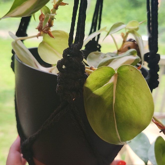 Photo of the plant species Silver Stripe Philodendron by @Ferbb named Hamilton on Greg, the plant care app