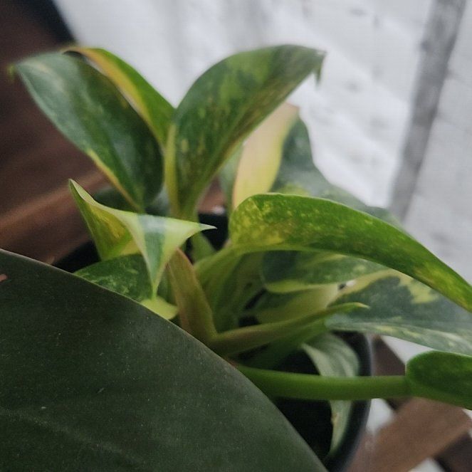 Photo of the plant species Green Congo by @Ferbb named Salvatore on Greg, the plant care app
