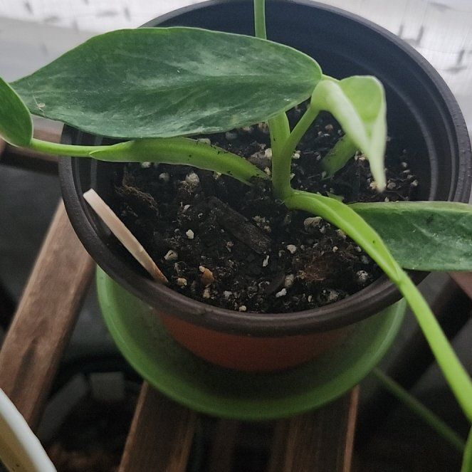 Photo of the plant species Philodendron 'Jose Buono' by @Ferbb named Benito on Greg, the plant care app
