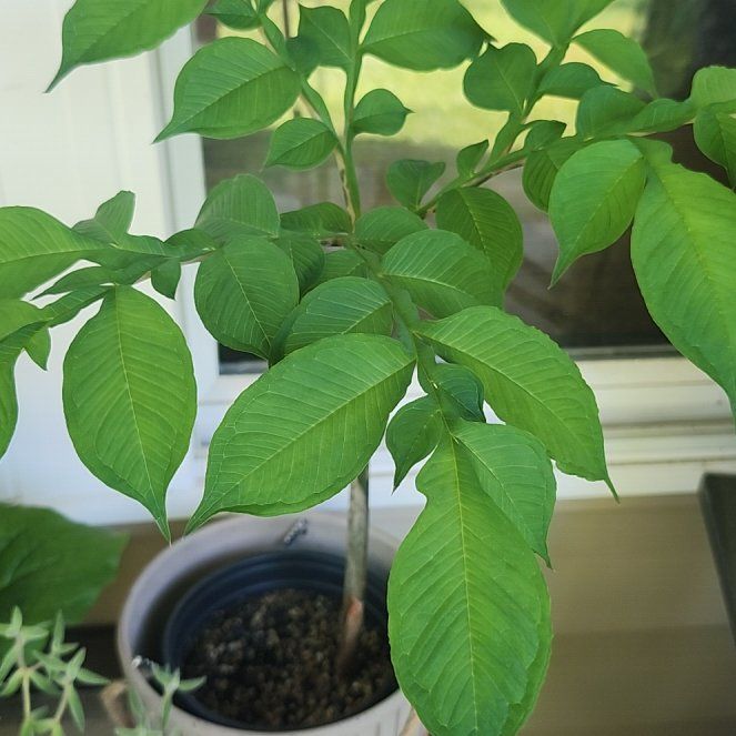 Photo of the plant species Devil's Tongue by @Ferbb named Marie Laveau on Greg, the plant care app