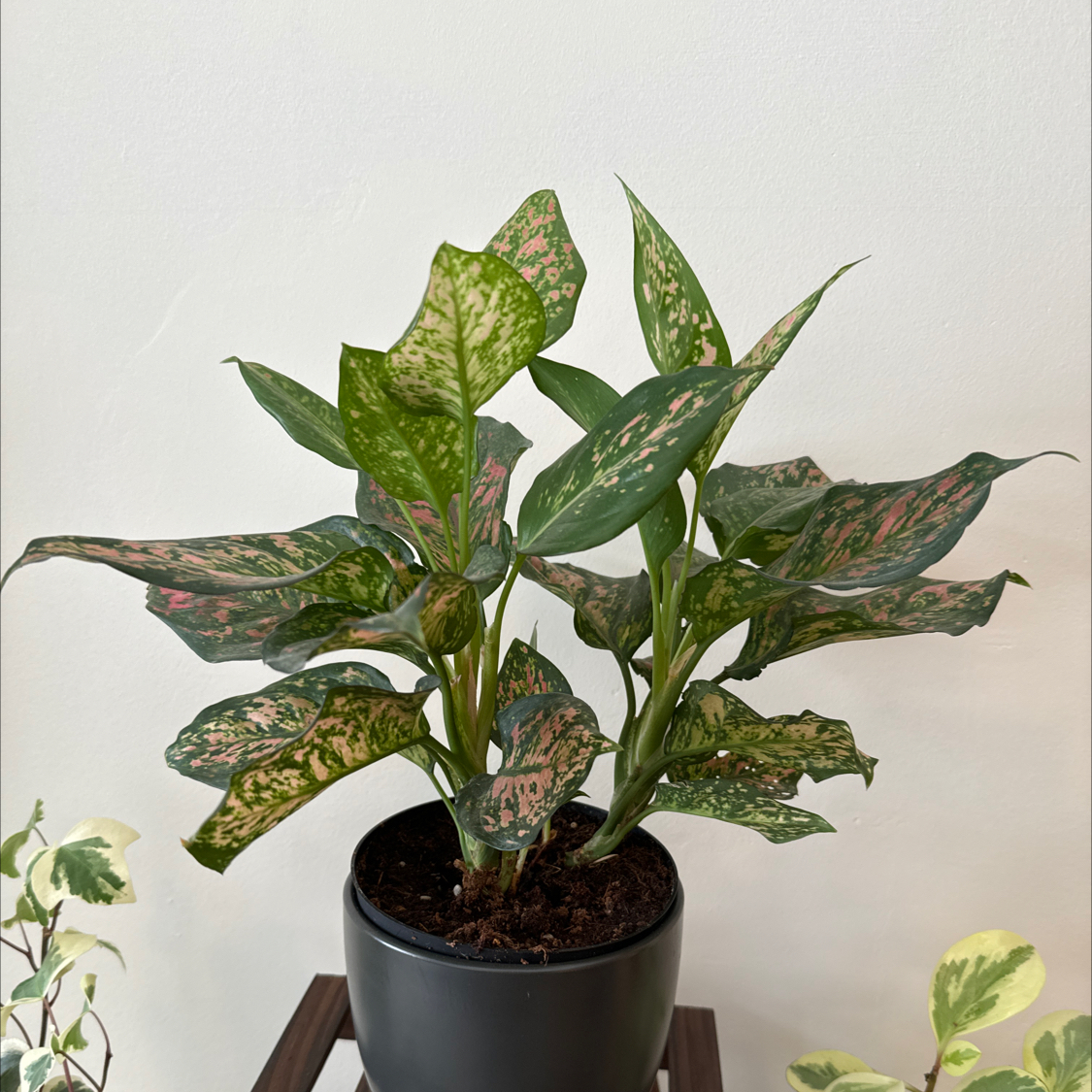 Photo of the plant species Chinese Evergreen by @Plant-Tmom named Morgan BW on Greg, the plant care app