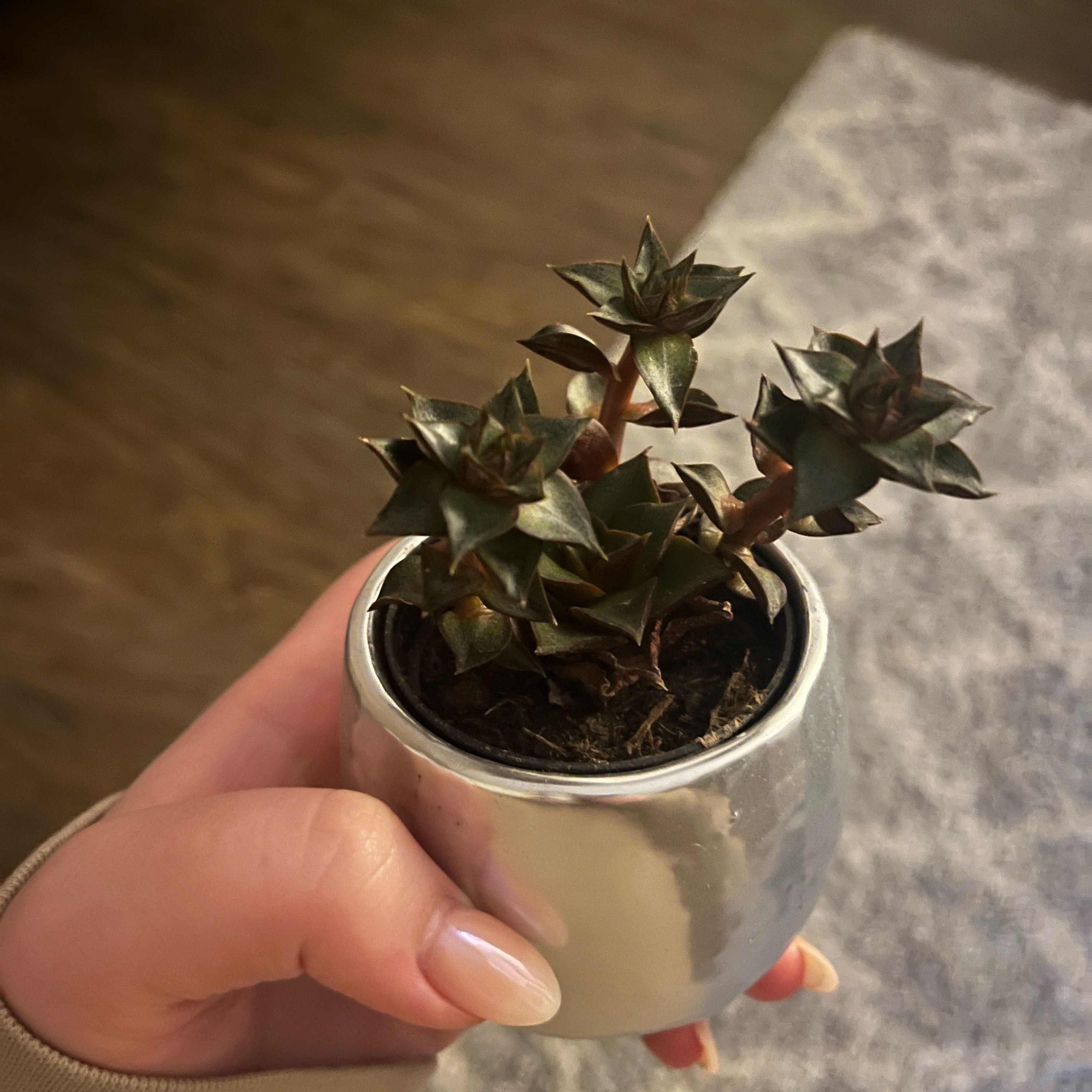 Tree Diddy | A plant by @ProperLavaranos on Greg