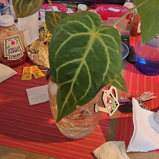 Photo of the plant species Canarian Ivy by @DiscreteSeaoats named Marilyn on Greg, the plant care app