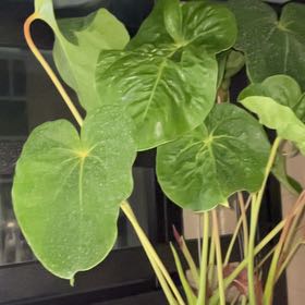 Photo of the plant species Anthurium 'Oaxaca' by @AuspiciousKanna named Denali on Greg, the plant care app