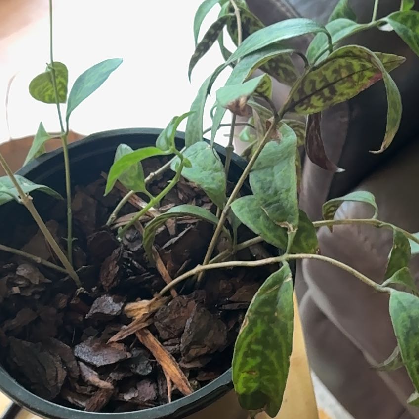 Photo of the plant species Lipstick Plant by @AstuteCentella named Denali on Greg, the plant care app