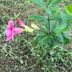 Photo of the plant species Allamanda Blanchetii by @GymnasticCentro named Clooney on Greg, the plant care app