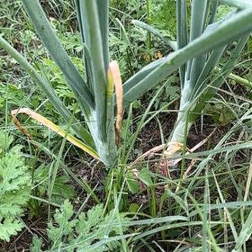 Photo of the plant species Elephant Garlic by @GymnasticCentro named Sigmund on Greg, the plant care app