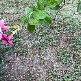Photo of the plant species Allamanda Blanchetii by @GymnasticCentro named Peter Parker on Greg, the plant care app