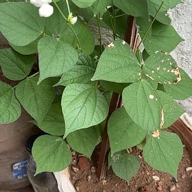 Photo of the plant species Hyacinth Bean by @GymnasticCentro named Keanu Leaves on Greg, the plant care app