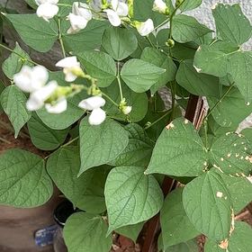 Photo of the plant species Hyacinth Bean by @GymnasticCentro named Demi on Greg, the plant care app