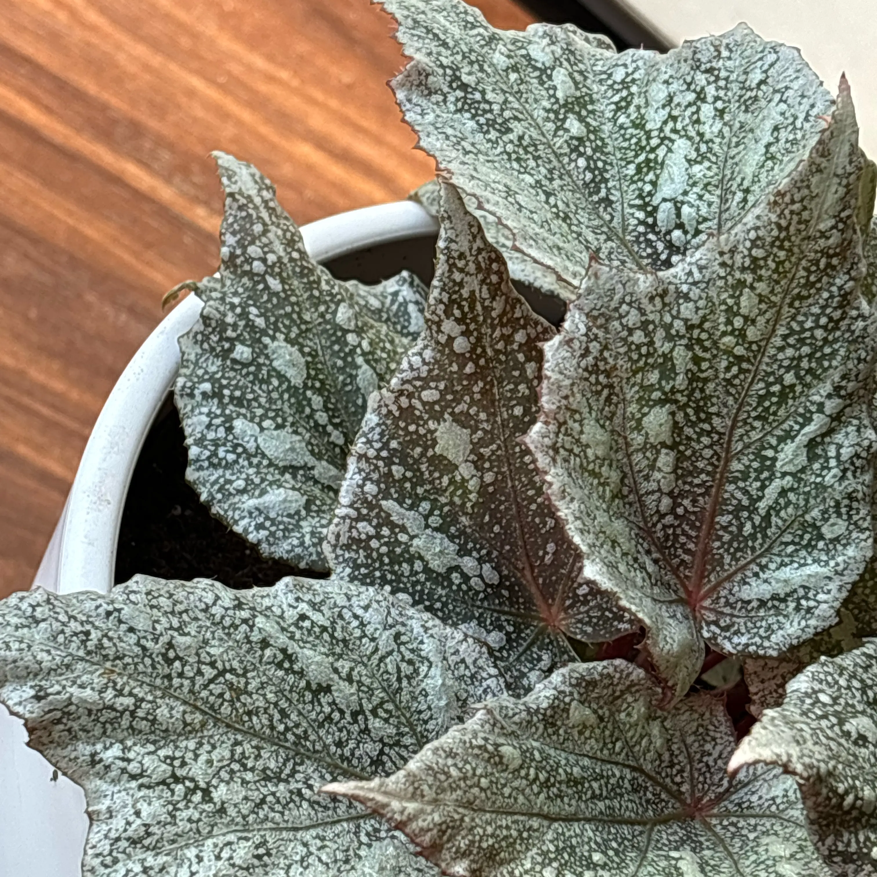 Photo of the plant species Shadow king cool white by @HonestBegonia named Shadow man on Greg, the plant care app