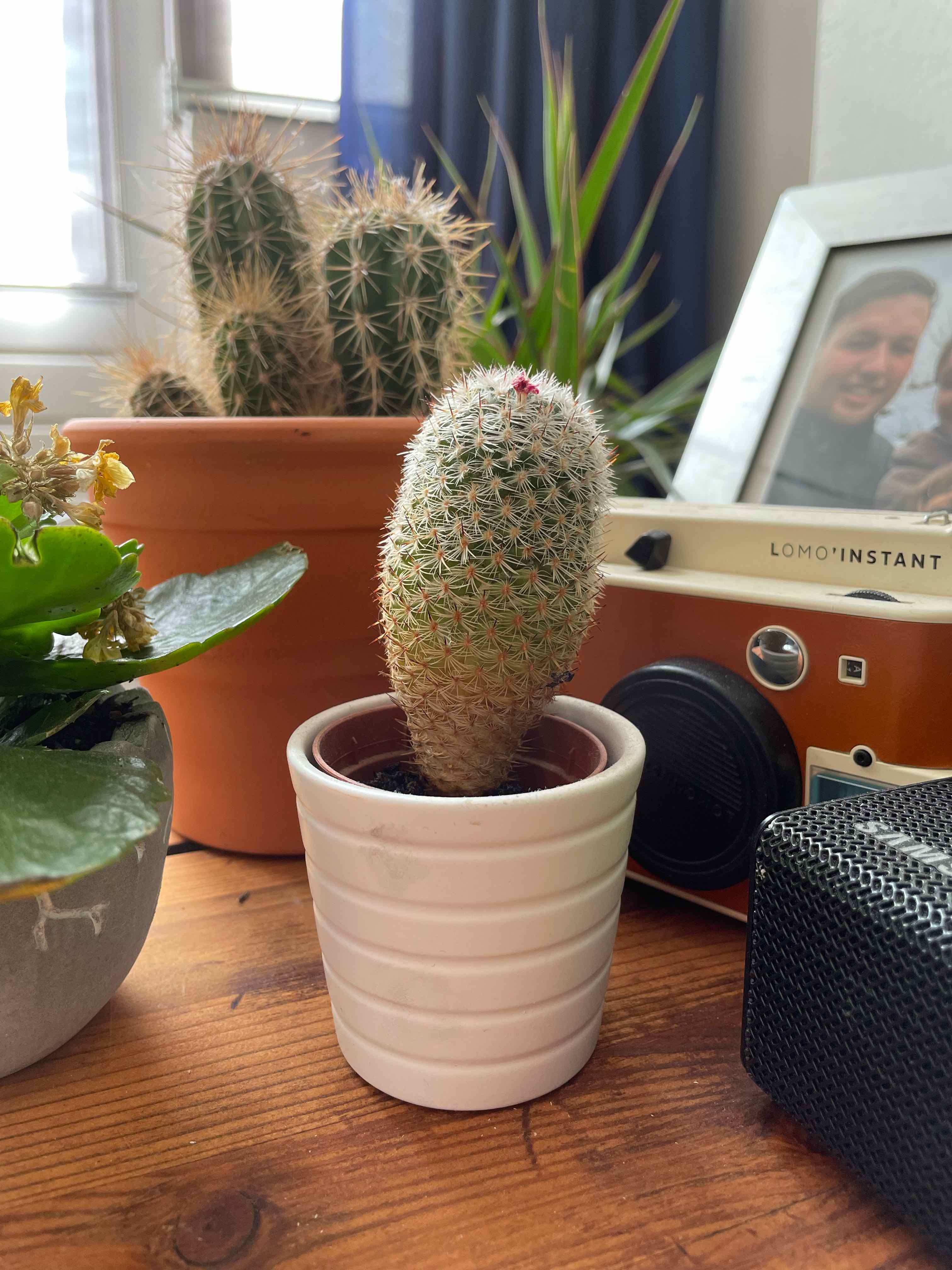 Rattail Nipple Cactus in a white pot with other plants and a camera in the background.