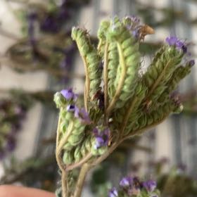 Photo of the plant species Blue Tansy by @ClassicTaraire named Sol on Greg, the plant care app