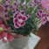 Calculate water needs of Dianthus 'Pink Kisses'