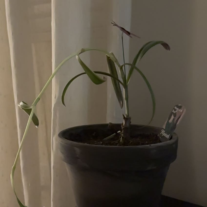 Plant care for Rhoeo Oyster on Greg, the plant care app