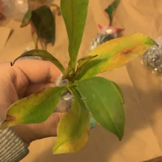 Photo of the plant species Bloody Mary Pitcher Plant by @Nyx_grace named Mary on Greg, the plant care app