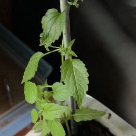 Photo of the plant species Blue Skullcap by @JuicyZucchini named Rheia on Greg, the plant care app