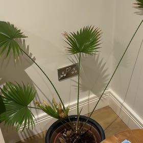 Photo of the plant species Chinese Fan Palm by @HotCalamondino named Kardashian on Greg, the plant care app