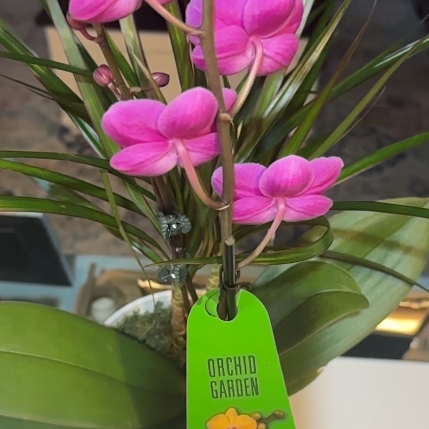 Tree Diddy | A plant by @PrimeRedtree on Greg