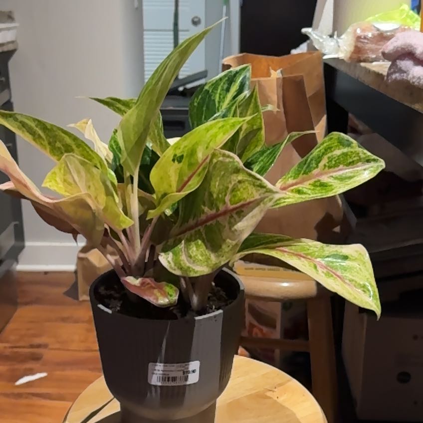 Photo of the plant species Two Tone Moonstone Chinese Evergreen by @Kband_26 named Luna on Greg, the plant care app
