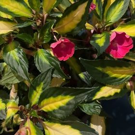 Photo of the plant species SunPatiens Impatiens by @Kband_26 named Rihanna on Greg, the plant care app