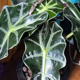 Photo of the plant species Alocasia 'Chantrieri' by @Kband_26 named Chandler on Greg, the plant care app