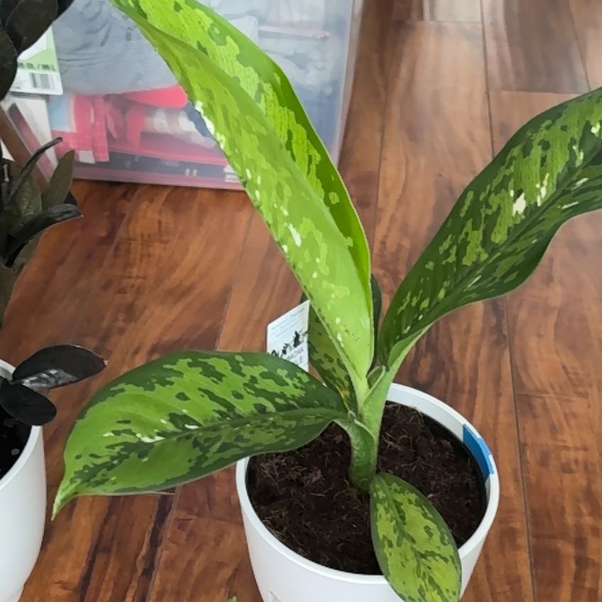 Plant care for Camouflage on Greg, the plant care app