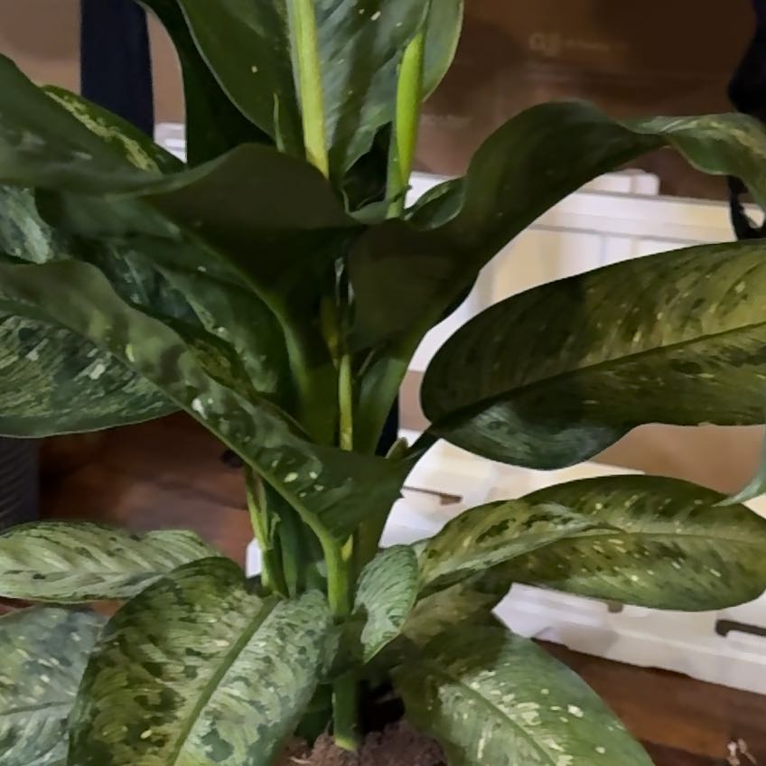 Plant care for Camouflage on Greg, the plant care app