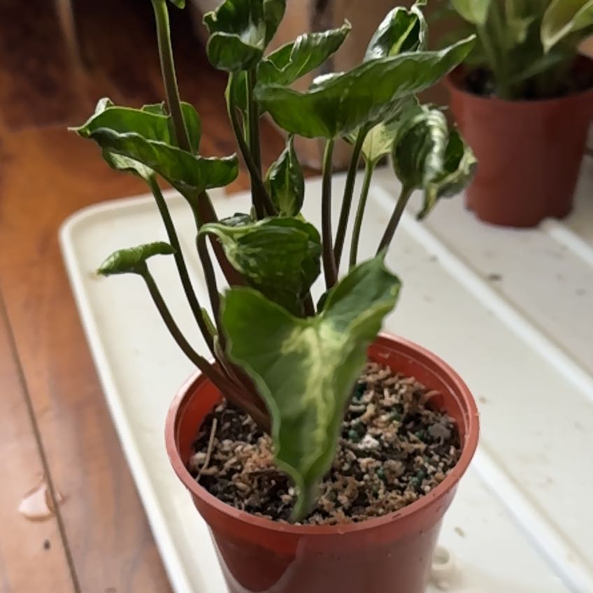 Photo of the plant species Syngonium by @Kband_26 named Shark boy on Greg, the plant care app
