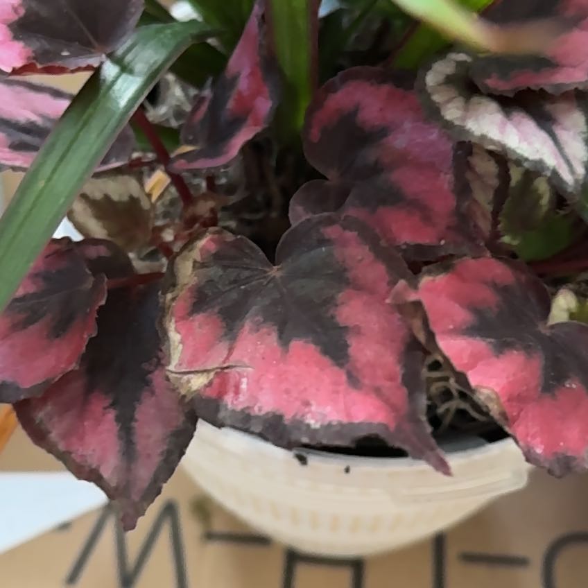 Photo of the plant species Begonia rex by @Kband_26 named Viserion on Greg, the plant care app
