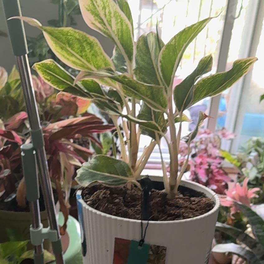 Photo of the plant species Siam Pink Chinese Evergreen by @Kband_26 named Gaga on Greg, the plant care app
