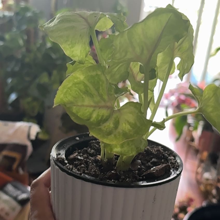 Photo of the plant species Kiwi Delight arrowhead plant by @Kband_26 named Osmo on Greg, the plant care app
