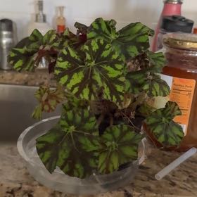 Photo of the plant species Rex Begonia Zumba by @Kband_26 named Zumba on Greg, the plant care app