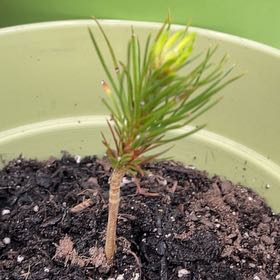 Photo of the plant species Ponderosa Pine by @UnbiasedPilea named Stella on Greg, the plant care app