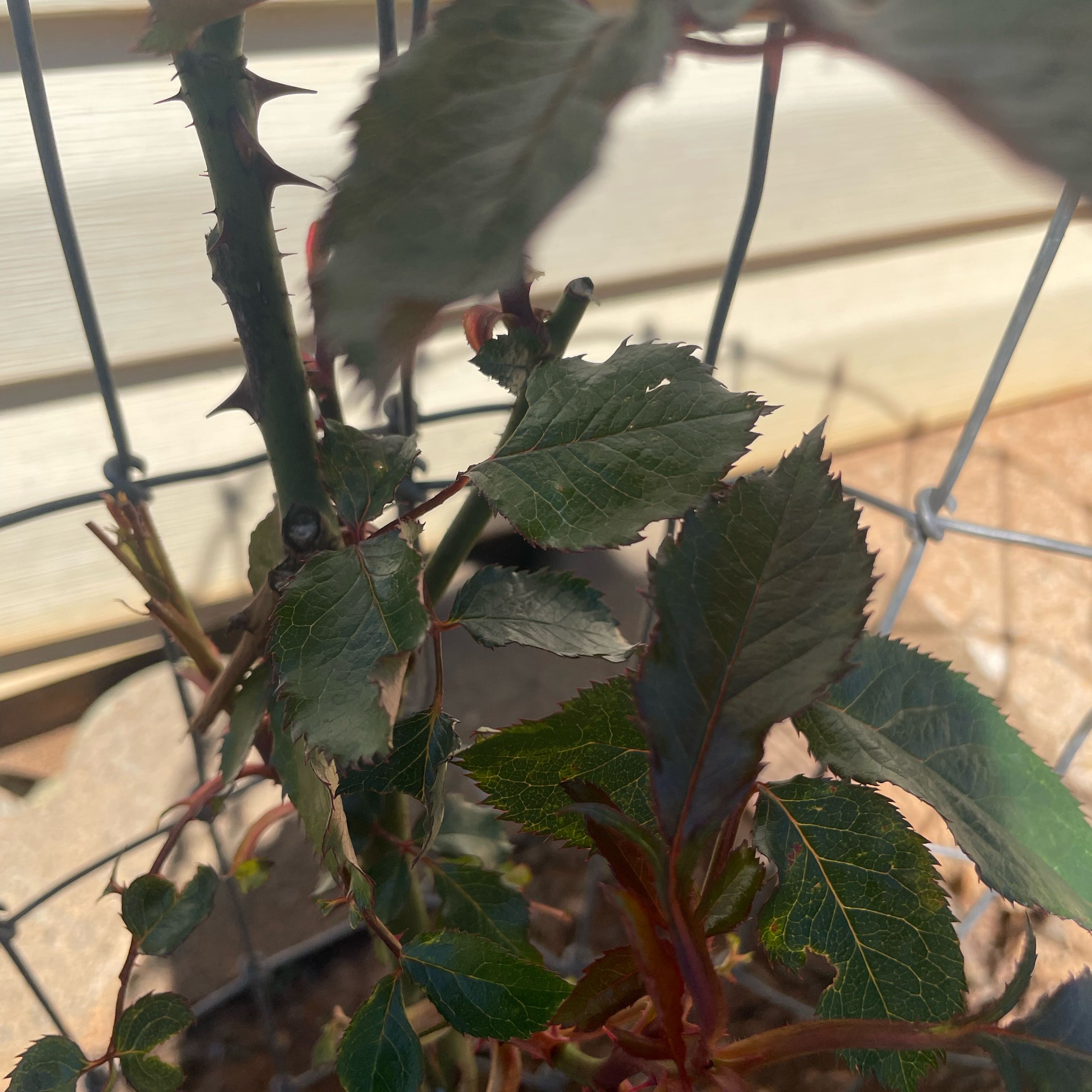 Dog Rose plant with green leaves and thorns in a wire enclosure. Some leaf browning visible.