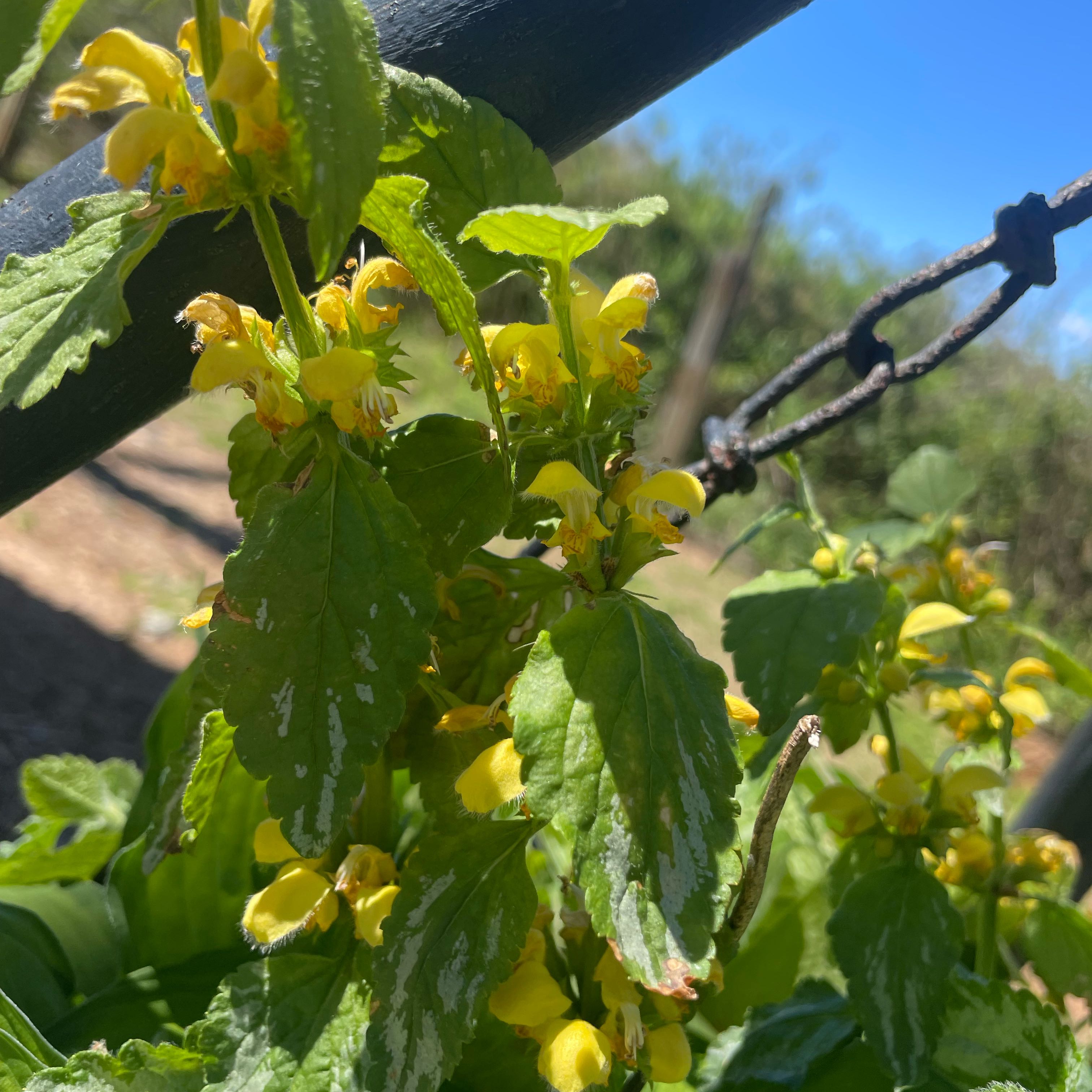 Yellow Archangel plant with yellow flowers and variegated leaves in an outdoor setting.