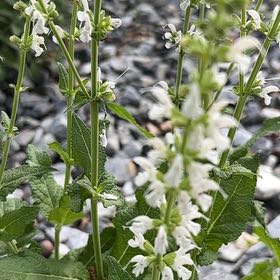 Photo of the plant species Clary Sage by @HeavenlyCoccoon named Fernie Saunders on Greg, the plant care app
