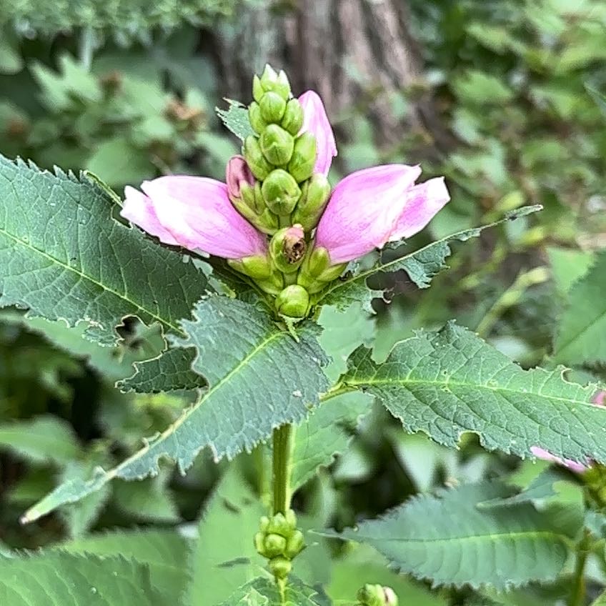 Photo of the plant species Pink Turtlehead by @HeavenlyCoccoon named Einstein on Greg, the plant care app