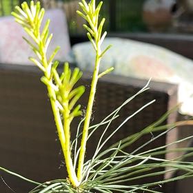 Photo of the plant species Eastern White Pine by @HeavenlyCoccoon named da Vinci on Greg, the plant care app
