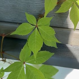 Photo of the plant species Virginia Creeper by @HeavenlyCoccoon named Lebron on Greg, the plant care app