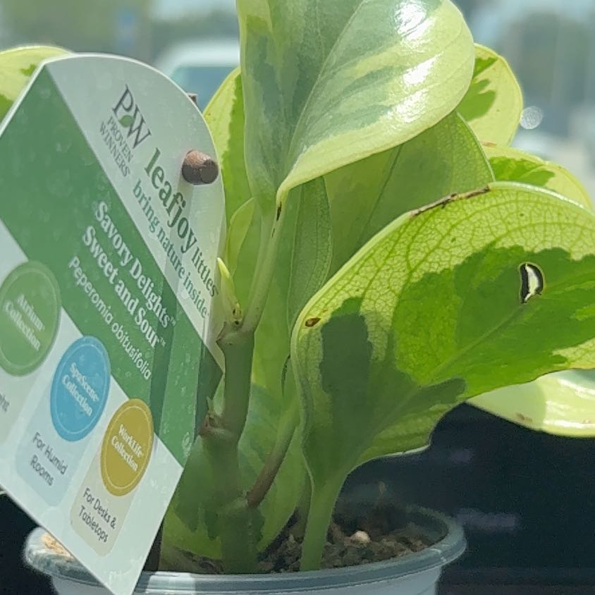 Photo of the plant species Peperomia magnoliifolia by @SoignePurei named Elina on Greg, the plant care app