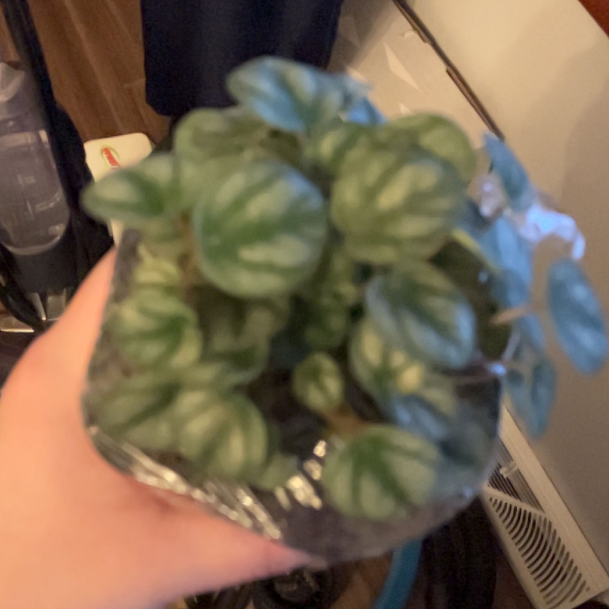 Photo of the plant species Peperomia 'Little Toscani' by @ProlificAvocado named Robert Plant on Greg, the plant care app