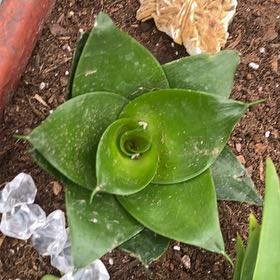 Photo of the plant species sanseveria black jade by @LusciousFeijoa named Remington on Greg, the plant care app