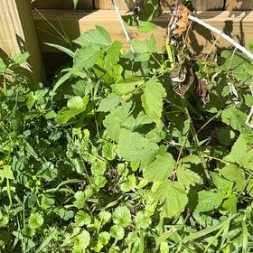 Photo of the plant species Black Raspberry by @PrettySwordbean named Sir Plancelot on Greg, the plant care app