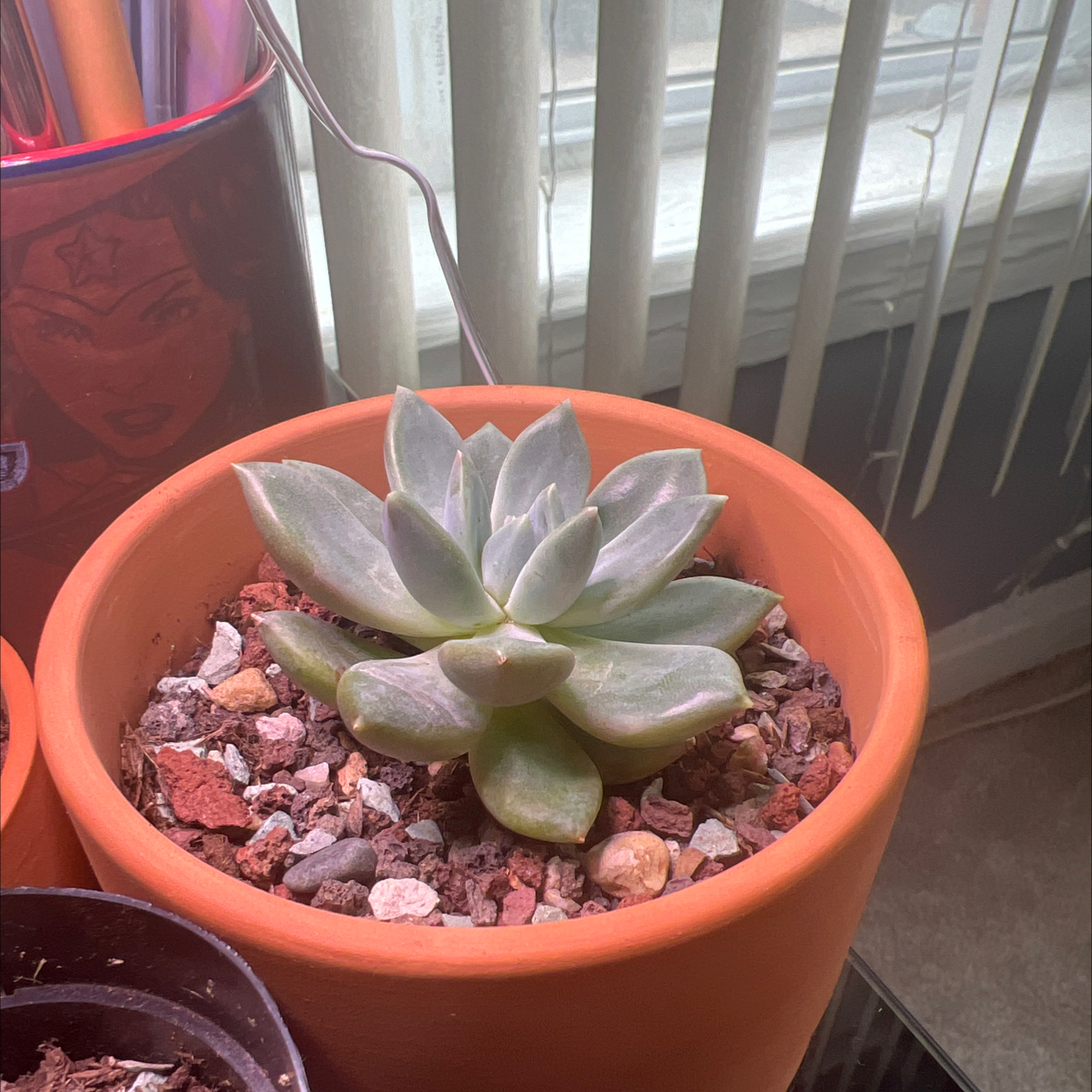 Pachyphytum 'Aquamarine' succulent in a terracotta pot near a window.